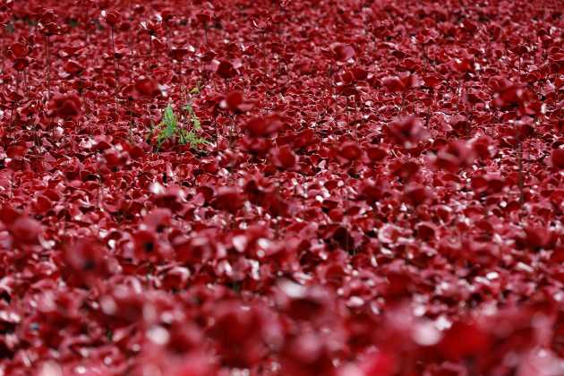 A plant grows amongst the ceramic poppies that form part of the art installation "Blood Swept Lands and Seas of Red", during an Armistice Day ceremony at the Tower of London