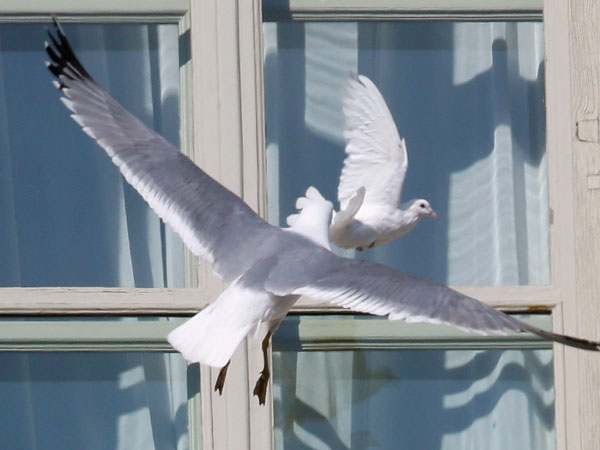 Gaviota atacó a la paloma blanca de Benedicto (Fotos y Video)