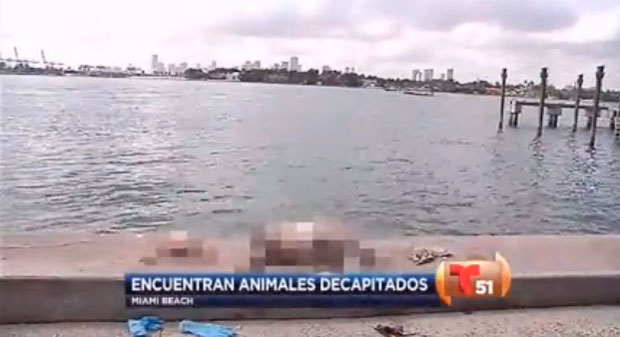 Aparecen varios animales decapitados en aguas de Miami Beach