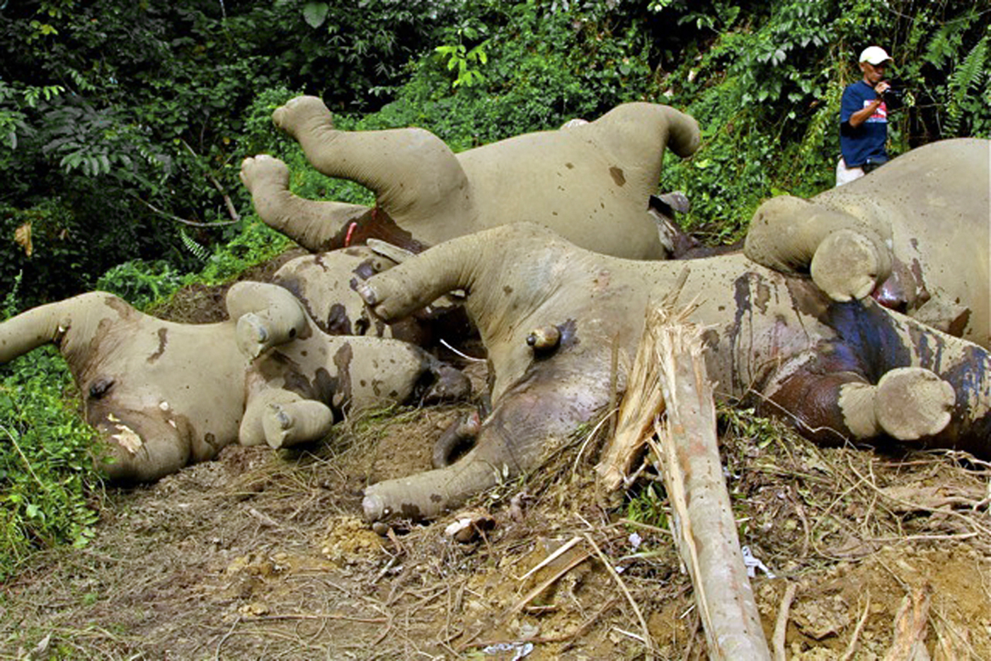Son 14 los elefantes pigmeos muertos, aparentemente envenenados