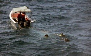 Pescador de Los Roques: Vi la avioneta bajar en picada al mar