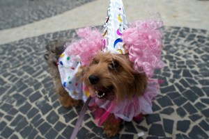 Carnaval canino iluminó las calles de Río de Janeiro (Fotos)