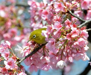 Tokio florece en medio de los cerezos (Fotos)