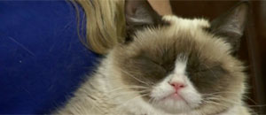 Conoce al verdadero gato gruñón, mejor conocido como “Grumpy Cat” (VIDEO)