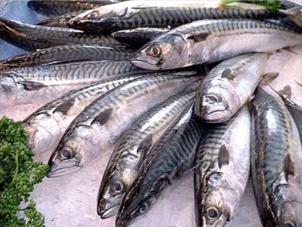Aumenta escasez de pescado en Ciudad Bolívar
