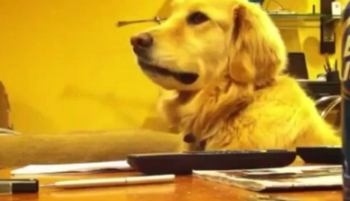 Conozca al perro caprilista (Video)