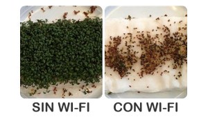 Wi-Fi afecta el crecimiento de las plantas