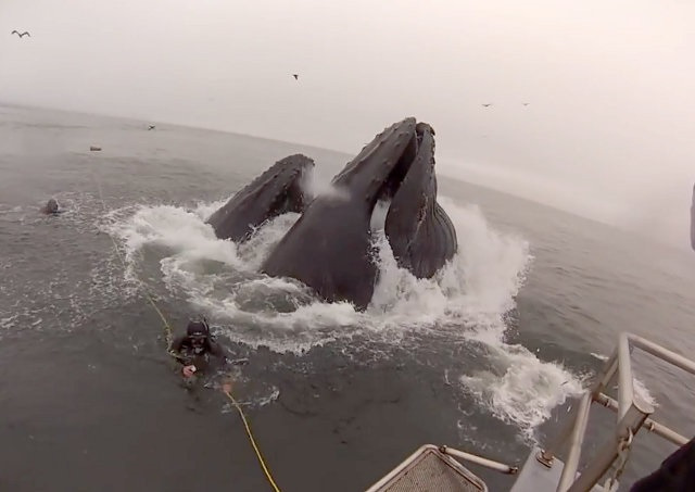 Buzos se salvan de ser devorado por una ballena (Video)