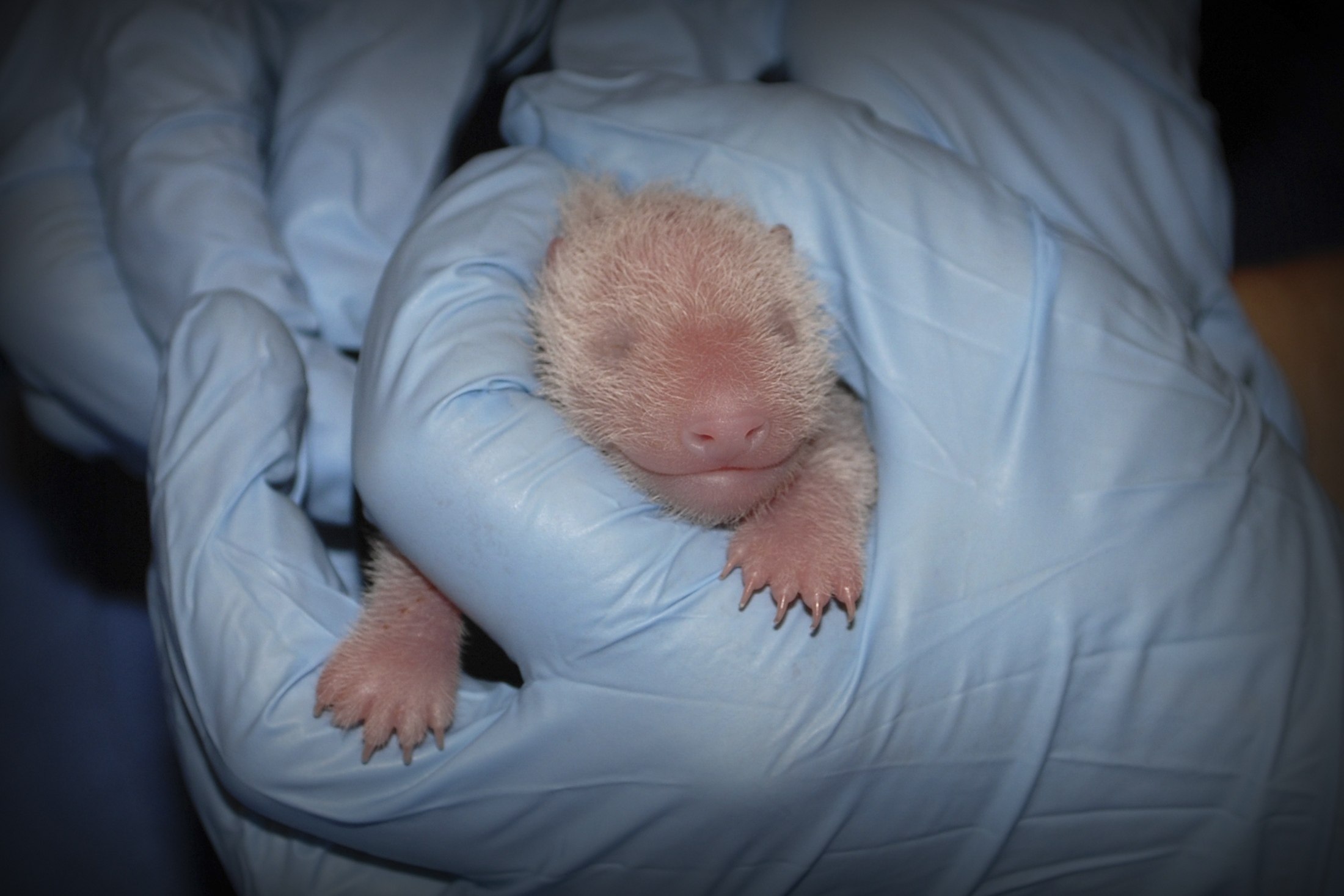 El bebé panda nacido en Washington: ¡Es una hembra!