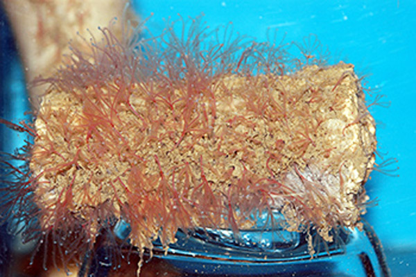 Descubren en la Antártida dos nuevas especies de gusano comedor de huesos