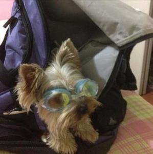 Qué cómico, el perro de Dayra Lambis va para natación (Foto)
