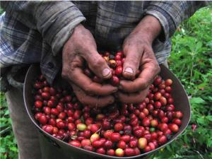 Aumentan precio del café para productores