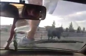 Toro se escapa en autopista y causa terror entre los transeúntes (Video)
