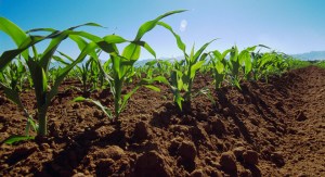 Caída de la actividad agrícola desata una grave crisis económica en Lara