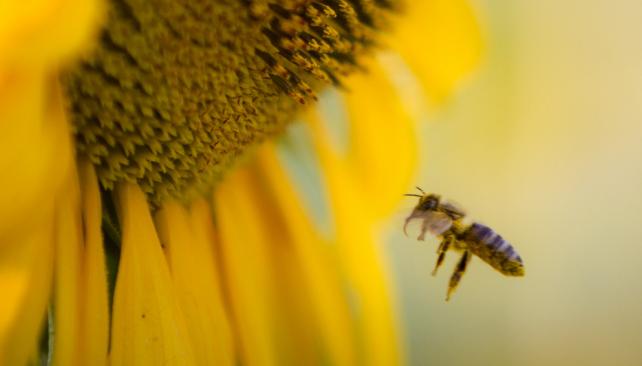 Expertos estudian el vuelo de las abejas para el diseño de microaviones