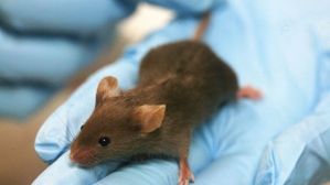 Bacterias manipuladas liberan fármacos contra tumores en ratones