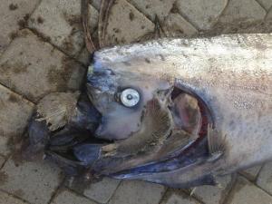 Descubren extraño pez gigante de más de cinco metros en EEUU (Foto)
