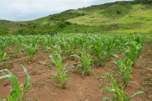 Sociedad Venezolana de Ingenieros Agrónomos y afines: Es indispensable restituir las tierras a los productores
