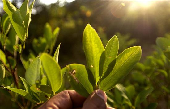 Fallece subteniente boliviano tras ataque de cultivadores ilegales de coca