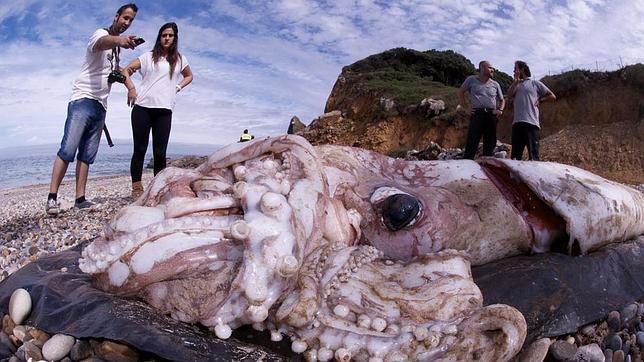 Aparece “El Kraken” en una playa española (Fotos)