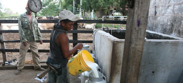 Desde hace dos semanas los yucpas impiden la recolección de leche en la finca El Capitán, en Machiques. (Foto: José Nava)