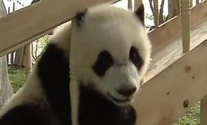 Pandas desatan la diversión en pleno tobogán (Video + awww)