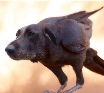 ¿Ladra y vuela? Llegó el perropájaro (Fotos)