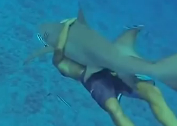 Hombre que abraza un tiburón limón causa revuelo en las redes sociales (Video)