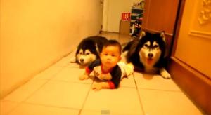 ¡Qué ternura! Dos perros enseñan a un bebé a gatear (Video)