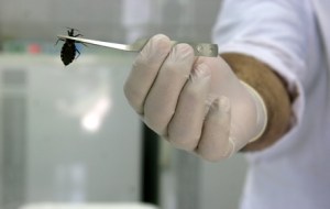 Patentan nuevos fármacos contra la enfermedad de Chagas