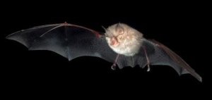 Los murciélagos vuelan a diferente altura según su tipo de alimentación