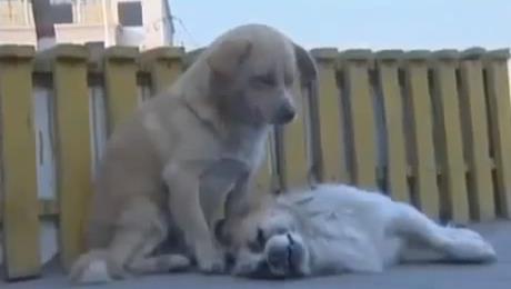 Conmovedor: Perro no se despega de su compañero fallecido (no se vale llorar)