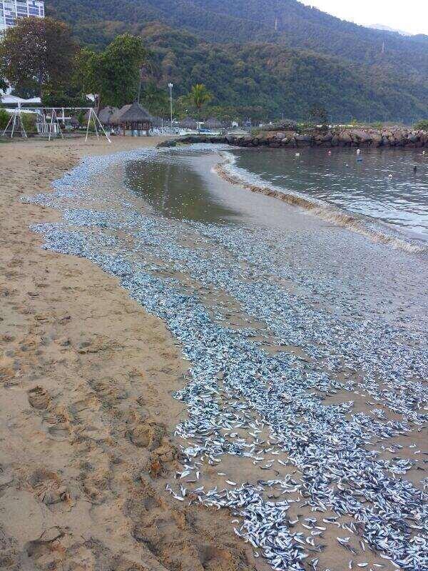 Aparecen miles de peces muertos en playa de Naiguatá (Fotos)