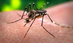 Detectaron el primer caso de dengue en Buenos Aires