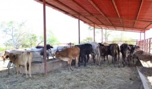 Fedenaga asegura que situación del ganado en el país es “crítica”