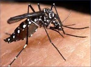 Casos de Chikungunya en Portuguesa se encuentran estables