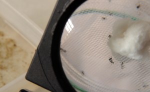 Detectan tres casos sospechosos de Chikungunya en Los Salias