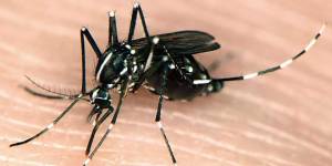 Los casos de chikunguya se duplican en Bolivia