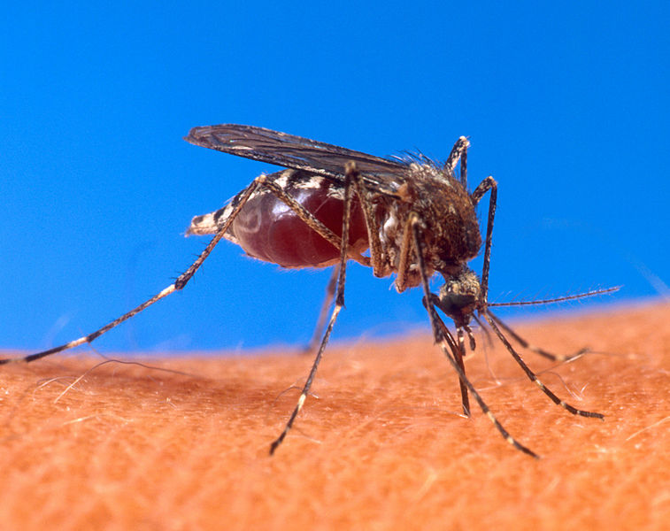 Dos nuevos casos sospechosos de Chikungunya en Lara
