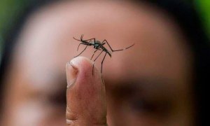 Problemática del agua y cloacas agrava el dengue y chikungunya en Naguanagua
