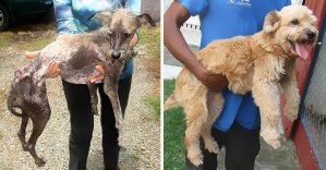El antes y después de estos perros luego de haber sido rescatados (Fotos)