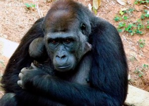 Nace primer bebé gorila de Sudamérica (Fotos)