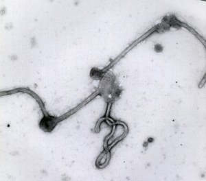 Otro problema con el ébola: ¿De dónde vino?