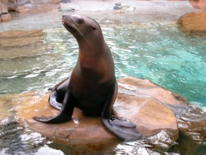 Las focas introdujeron por primera vez la tuberculosis en América