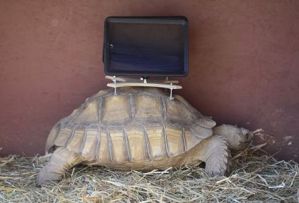 Museo exhibe tortugas cargando iPads