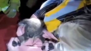 Salvan a un koala con respiración boca a boca