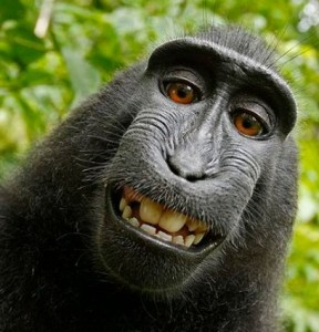 Selfies de monos generan disputa de copyright