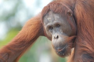 El “trolleo” de un orangután con su intento de suicidio