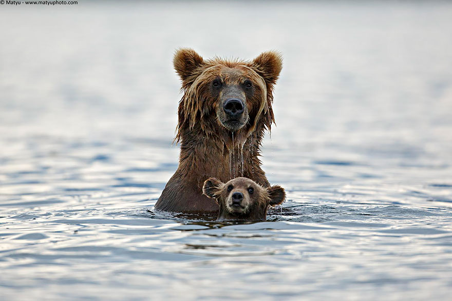 Osas enseñando a sus ositos a ser osos (awww)