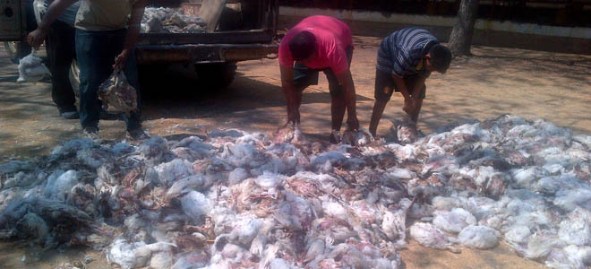 Siete mil pollos murieron por apagón en Zulia